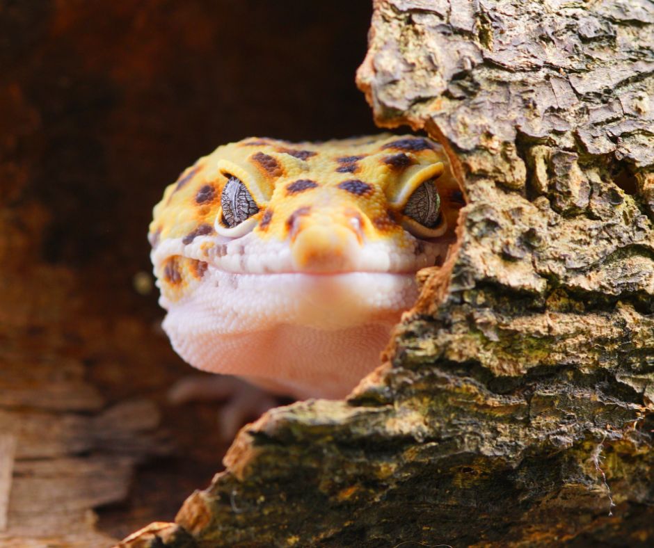 JHSA: Penrith Reptile Expo (22-03-26)