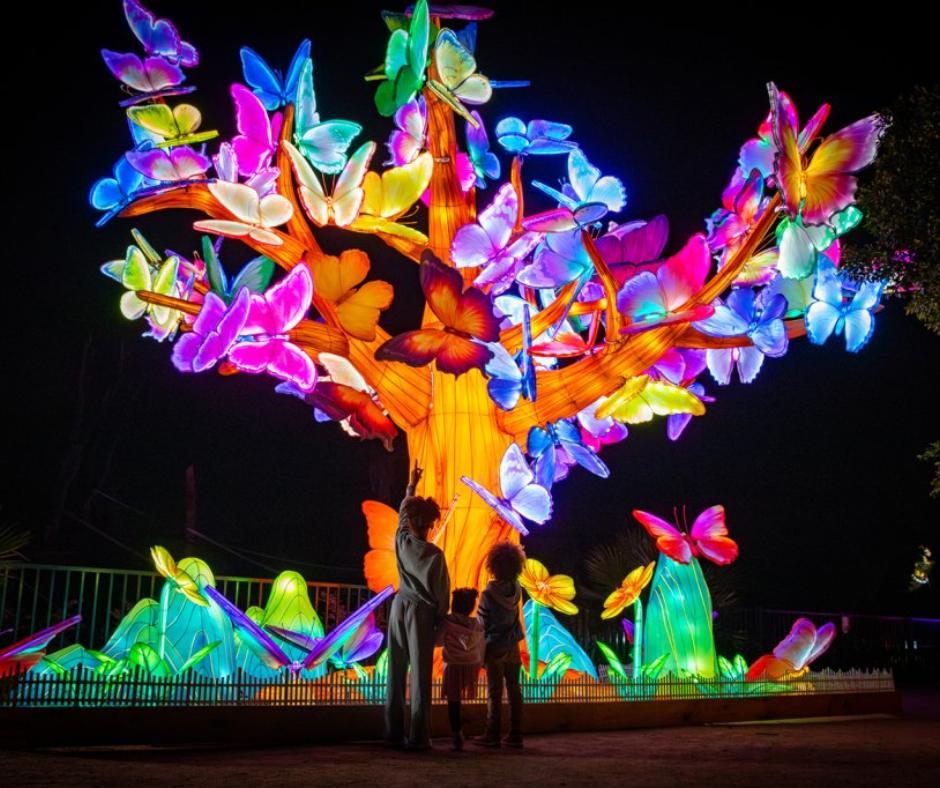 JHDA: Glow @ Sydney Zoo (13-06-26)
