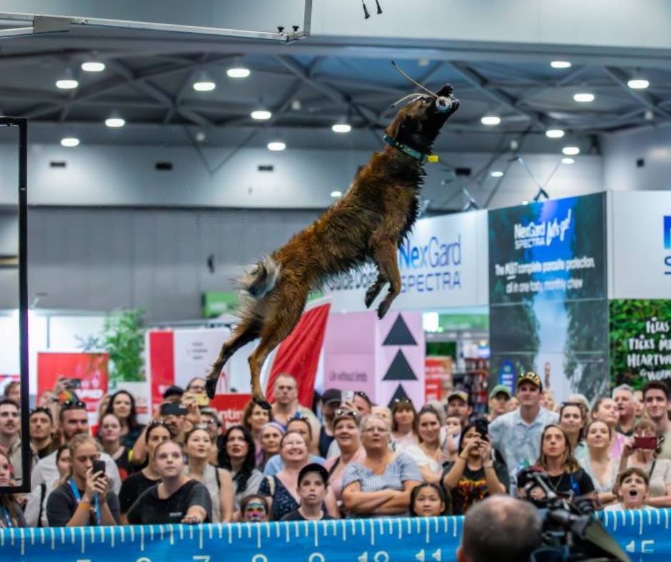 JHDA: Sydney Dog Lovers Festival (22-08-26)